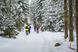 Group with people walking in a wintry forest