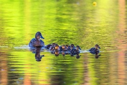 Female Mallard duck with her ducklings in the water