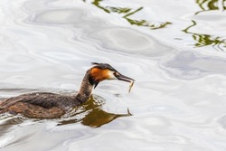 Colorful Crested Grebe swimming with a caught fish in its beak