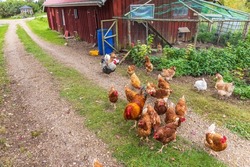 Free range hens at a farmyard