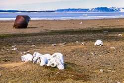 Animal skeletons after slaughter on the coast in the Arctic