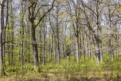 Oak woodland with budding trees