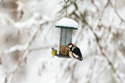 Blue tit and a Great Spotted Woodpecker at a bird feeding