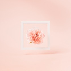 White floating frame with artificial peonia flower inside on a pastel pink background. Minimal Valentine's day background.