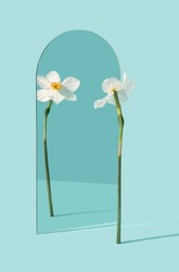 Narcissus flower reflecting in the mirror on the pastel blue background. Self awareness, pride minimal concept.