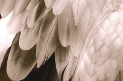 Sepia toned bird feathers in the zoo