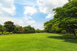 Green trees in beautiful park over blue sky
