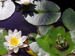          Green frogs in a pond with lilly pads