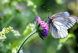 Black-veined White butterfly, Aporia crataegi - perfect macro details