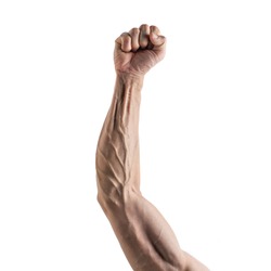 Strong arm and hand veins on white background. Object images for graphic design
