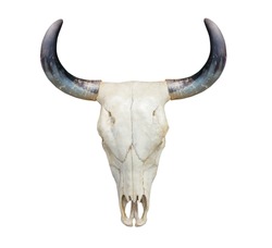 Head cow skull with horns isolate on white background
