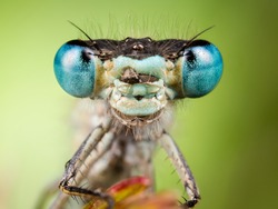 Dragonfly close up, focused on head