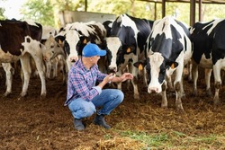 agriculture industry, farming, people and animal husbandry concept - young man or farmer feeding cows on dairy farm