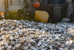 A large pile of oyster shells.