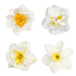 narcissus  collage, flowers are is isolated on the white