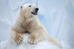  portrait of large white bear on ice