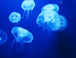Group of light blue jellyfish