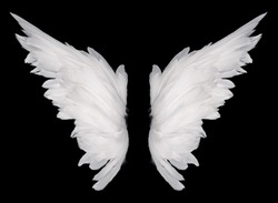 white wing isolated  on dark background 