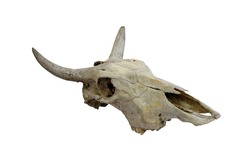 Cow skull with horns on white (path in side)