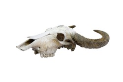 buffalo skull with horns on white (path in side)