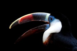 White-throated Toucan portrait isolated over black background