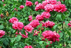 red roses garden spring season