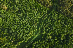 Belarus. Aerial View Of Green Small Bog Marsh Swamp Wetland In Green Forest Landscape In Summer Day. High Attitude View. Forest Lane In Bird's Eye View.