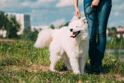 Funny Young White Samoyed Dog Or Bjelkier, Smiley, Sammy Standing Near Woman In Green Grass. White Samoyed Dog With Owner On Walk. Summertime. Summertime Background.