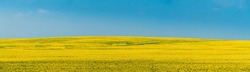 Rural Landscape With Blossom Of Canola Colza Yellow Flowers. Rapeseed, Oilseed Field Meadow. Panorama