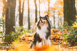 Tricolor Rough Collie, Funny Scottish Collie, Long-haired Collie, English Collie, Lassie Dog Outdoors In Autumn Day. Portrait.