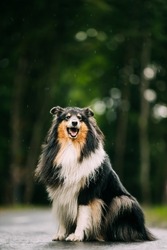 Tricolour Collie, Funny Scottish Collie, Long-haired Collie, English Collie, Lassie Dog Outdoors In Summer Day. Portrait. Black-and-tan And White Fur Color.