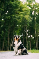 Tricolour Collie, Funny Scottish Collie, Long-haired Collie, English Collie, Lassie Dog Outdoors In Summer Day In A Coniferous Pine Forest Background. Black-and-tan And White Fur Color.