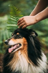 Amazing Playful Tricolour Collie, Funny Scottish Collie, Long-haired Collie, English Collie, Lassie Dog Outdoors In Summer Day In A Coniferous Pine Forest Background. Cute Beautiful Posing In Fern