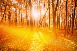 Rich And Saturation Colors. Bright Autumn Forest During Beautiful Sunset Evening. Sun Sunlight Through Woods And Trees In Autumn Forest Landscape. Sunbeams In Autumn Forest.