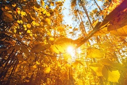 Happy Autumn Season. Rich And Saturation Colors. Bright Autumn Forest During Beautiful Sunset Evening. Sun Sunlight Through Woods And Trees In Autumn Forest Landscape. Sunbeams In Autumn Forest