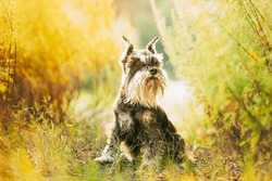 Miniature Schnauzer Dog Or Zwergschnauzer Funny Sitting Outdoor In Green Summer Meadow Grass With Purple Blooming Flowers. Summertime. Summertime Background.