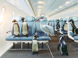 penguins and pelican  fly in the airplane cabin. Creative photocombination concept