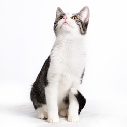 A cute white gray tabby cat looking up isolated on a white background.