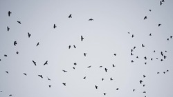 flock of birds flying in the sky crows. chaos of death concept. group of birds flying in the sky. black crows in a group circling against the sky. migration movement fly of birds from warm countries