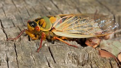 a Rare Green Grocer Cicada (Cyclochila australasiae)