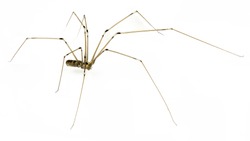 daddy long legs spider  on a white background