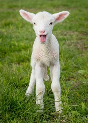 a white suffolk lamb, a few days old, standing on the grass, bleating
