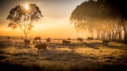 a herd of cattle in pasture, standing in early morning fog
