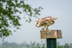 Barn Owl waiting on a stump during birds of prey show