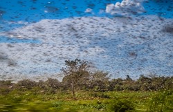 Huge swarm of hungry locust in flight near Morondava in Madagascar