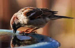 Sparrow checks its reflection in an icy fountain.                               
