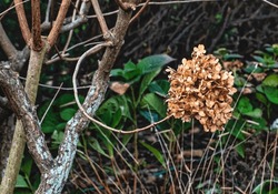 Winter flowerhead of hydrangea in a rural park