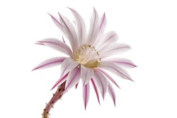 Beautiful soft pink cactus flower, isolated on white background