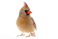 North American female cardinal bird
