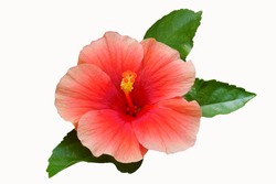 Pink Hibiscus on white background with path